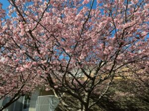 河津桜