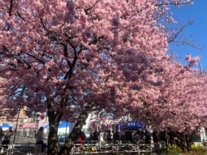 桜まつり