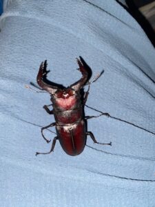 ノコギリクワガタ