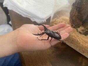 クワガタ