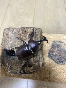 カブトムシ
