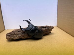 オオクワガタ