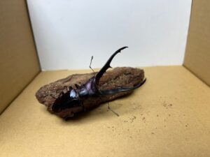 メタリフェル