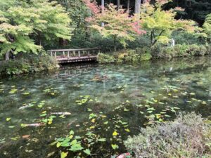 モネの池